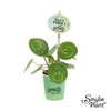 Pilea Smylie Plant® Ⓓ - Happy in papercup