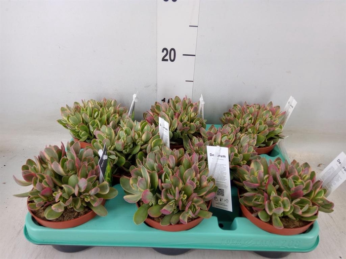 <h4>Crassula ...</h4>