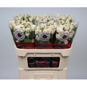 R TR ROYAL PORCELINA