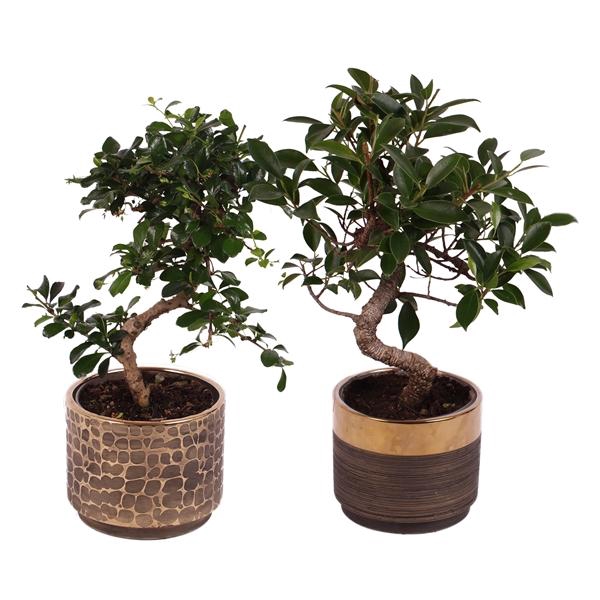<h4>Bonsai Indoor Mix Ø12cm S-Shape in Ø 13cm Ceramic PL568</h4>
