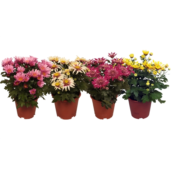 Chrysanne® Anemona Mix SCENZA