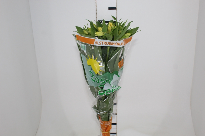 <h4>ALSTROEMERIA MELLOW YELLOW 080 CM</h4>