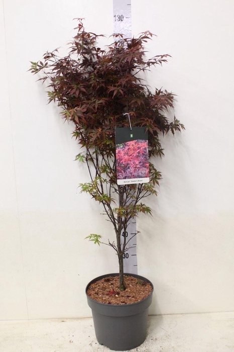<h4>Acer palmatum 'Skeeters Broom'</h4>