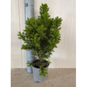 Picea glauca Conica