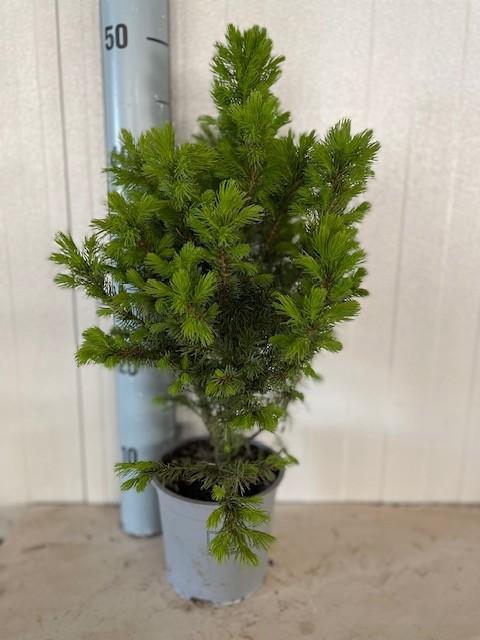 <h4>Picea glauca Conica</h4>