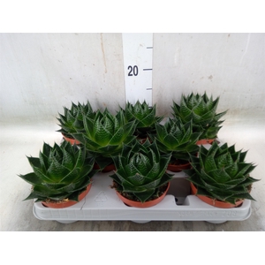 Aloe aristata 'Cosmo'