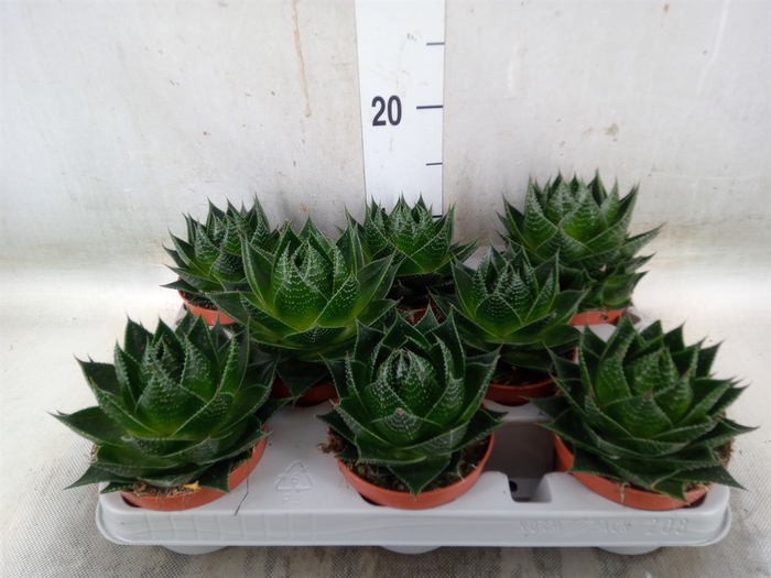 <h4>Aloe aristata 'Cosmo'</h4>