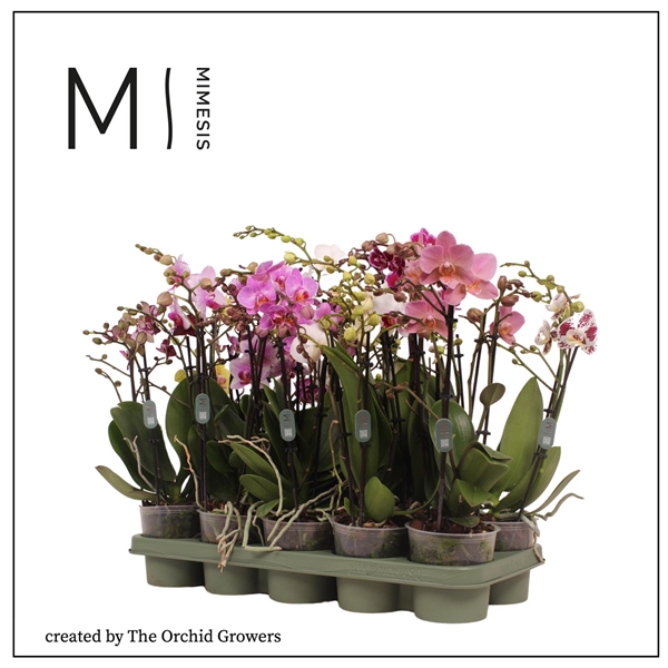 <h4>Mimesis Phal. Multi Mix - 4 spike 12cm</h4>