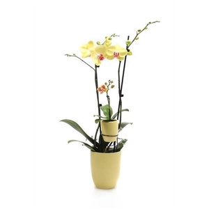 Hugo Citrus Phal Geel 2T + Tiny Dolls 1T