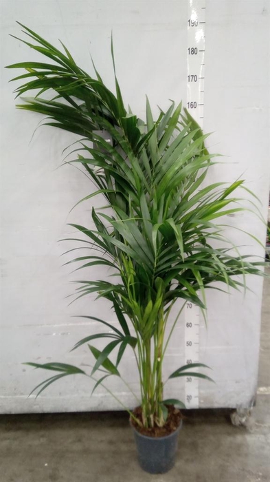 <h4>Howea forsteriana</h4>