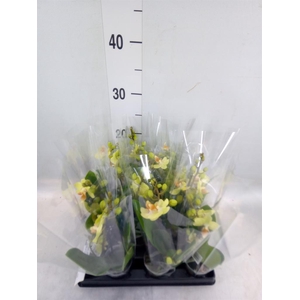 Phalaenopsis   ...mini