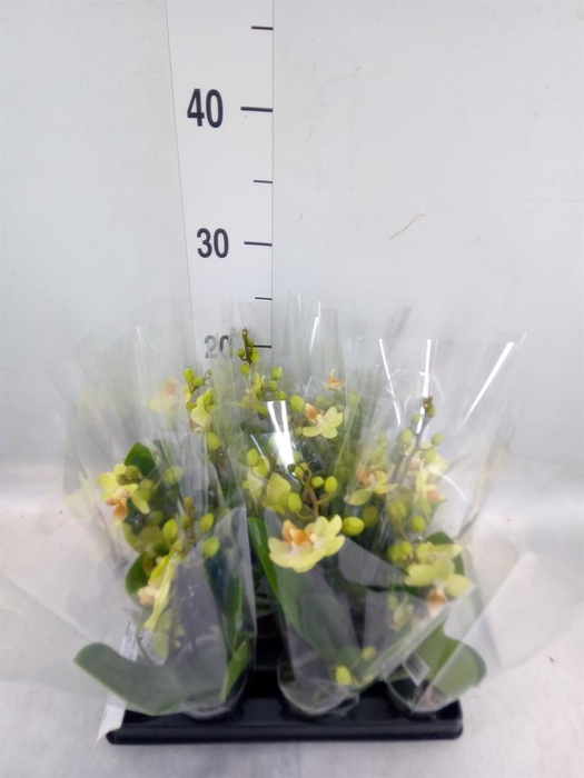 <h4>Phalaenopsis   ...mini</h4>