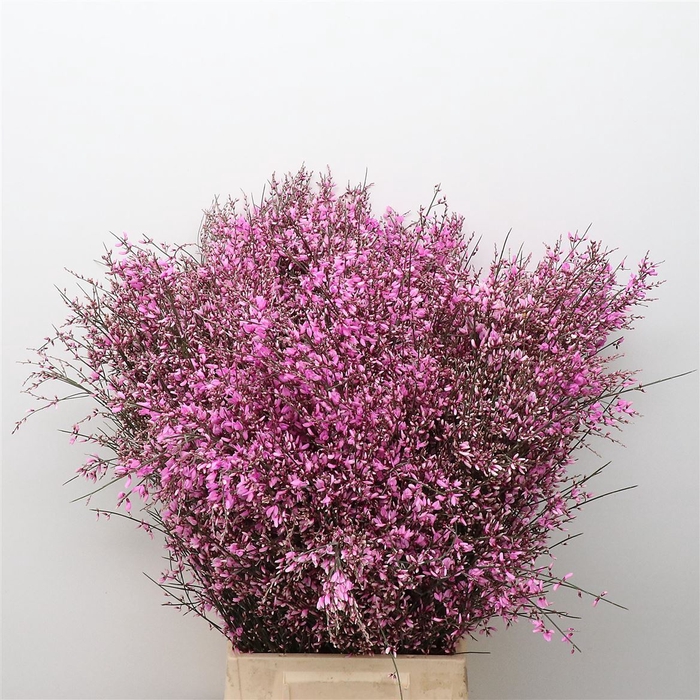 <h4>Ginster Cerise P Bunch 400gram</h4>