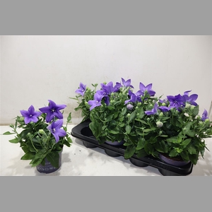 Platyco Gr Astra Blu