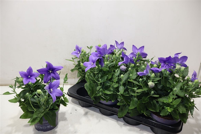<h4>Platyco Gr Astra Blu</h4>