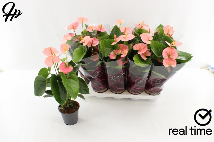 <h4>ANTHU AN SPIRIT</h4>