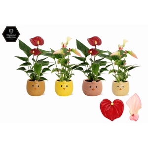 Anthurium 6 cm 2 color mix in Sammy ceramics