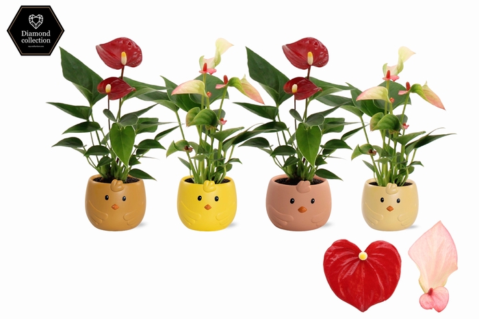 <h4>Anthurium 6 cm 2 color mix in Sammy ceramics</h4>