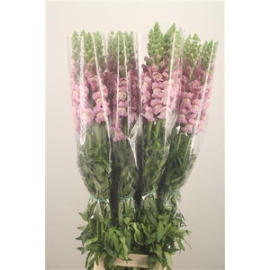 Antirrhinum Fr. Lavendel Ex