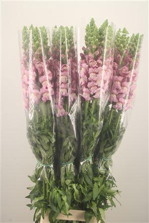<h4>Antirrhinum Fr. Lavendel Ex</h4>