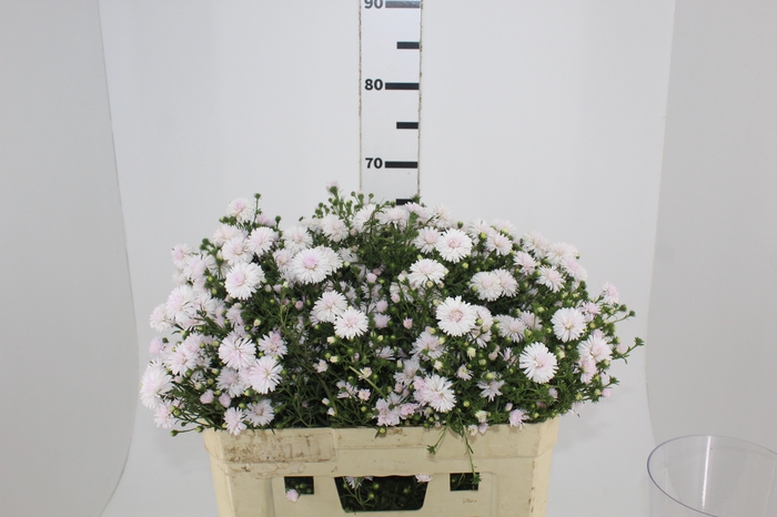 <h4>ASTER MARIANA 060 CM ROSA CLARO</h4>