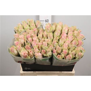 R Gr Pink Athena
