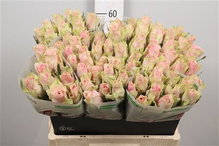 <h4>R Gr Pink Athena</h4>