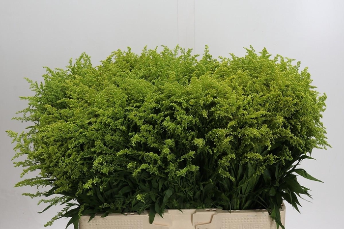 <h4>Solidago Tara Gold</h4>