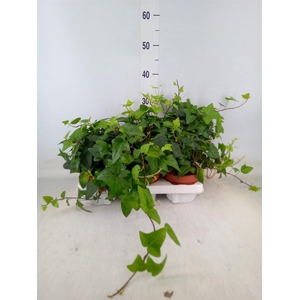 Hedera helix 'Mein Herz'