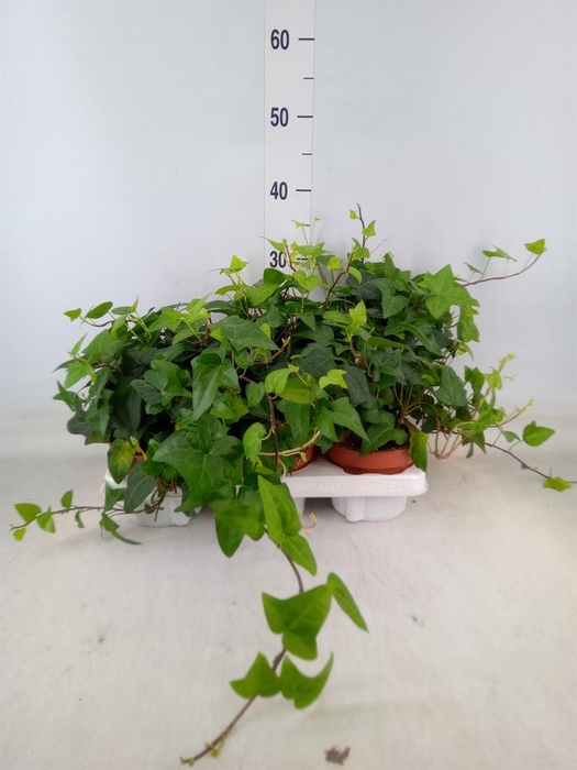<h4>Hedera helix 'Mein Herz'</h4>