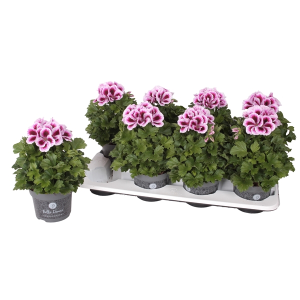 <h4>Pelg. Bella Donna Paars-Wit 12cm</h4>