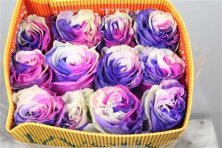 <h4>Rosa GR  ...colored  H%</h4>