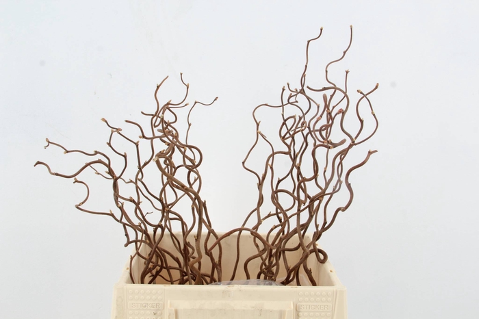 <h4>CORYLUS AV CONTORTA 1 JARIG</h4>
