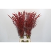 Bromelia Red Paloma