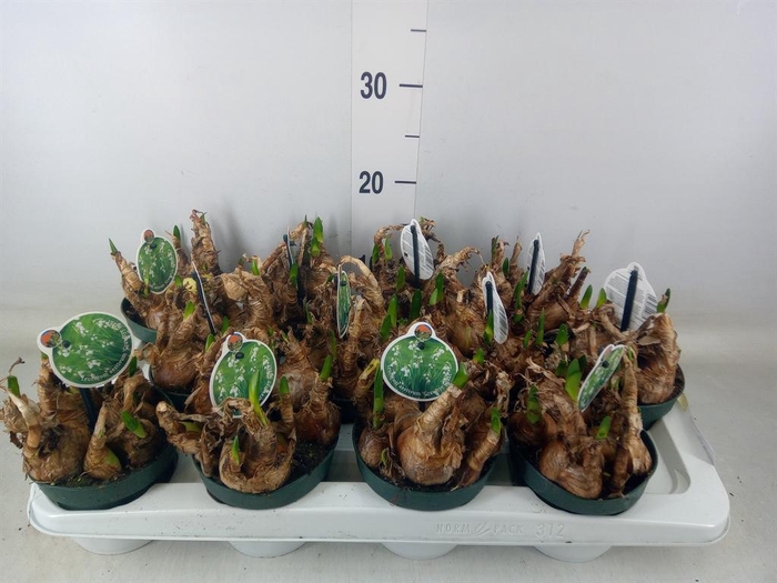 <h4>Leucojum aestivum</h4>