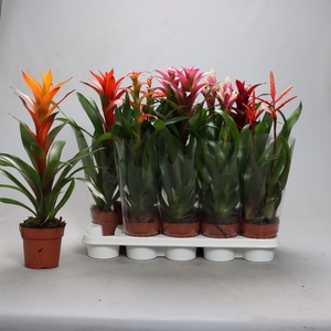 BROMELIA GEM