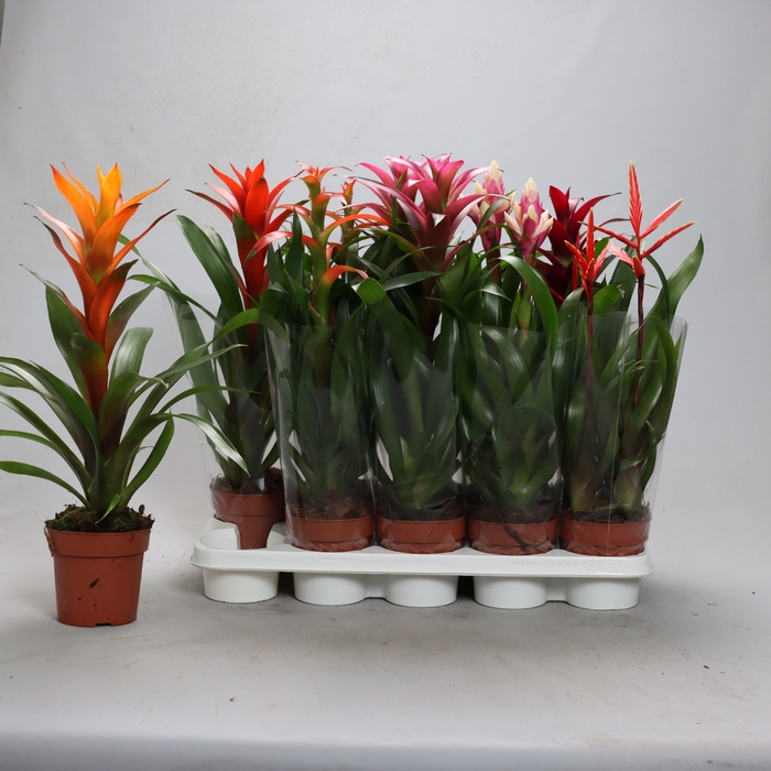 <h4>BROMELIA GEM</h4>