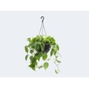 PHILODENDRON SCANDENS C21 PENDENTE