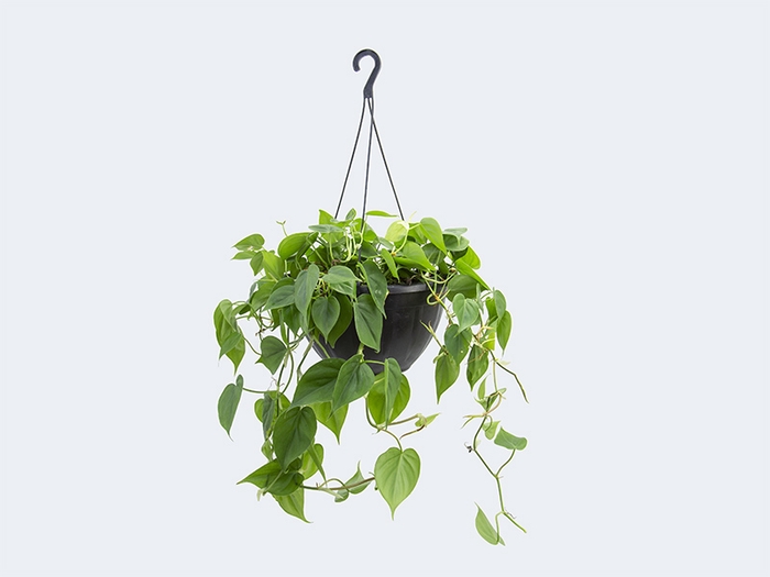 <h4>PHILODENDRON SCANDENS C21 PENDENTE</h4>