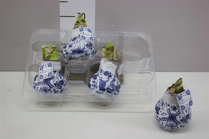 <h4>Hippeastrum Wax Delft's Blue</h4>