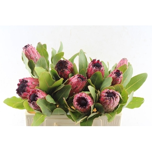 Protea Early Mountain Queen
