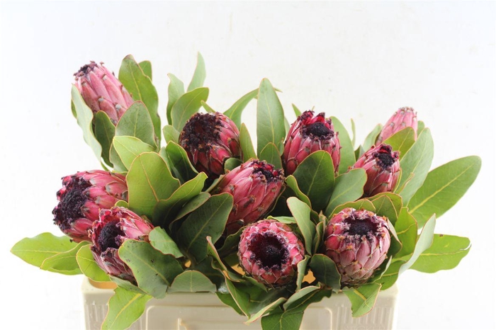 <h4>Protea Early Mountain Queen</h4>