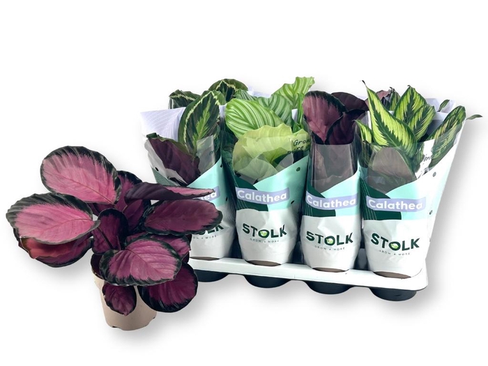 <h4>CALAT GEM 4 SRT</h4>