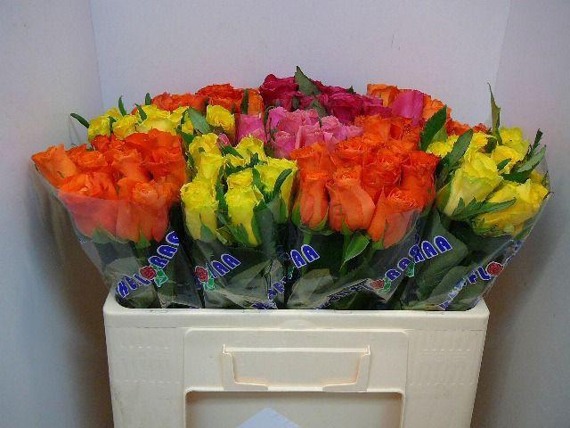 <h4>R Kl Gem In Fust</h4>