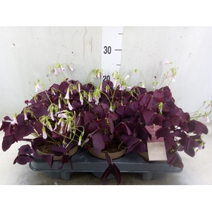 Oxalis trian. 'Mijke'