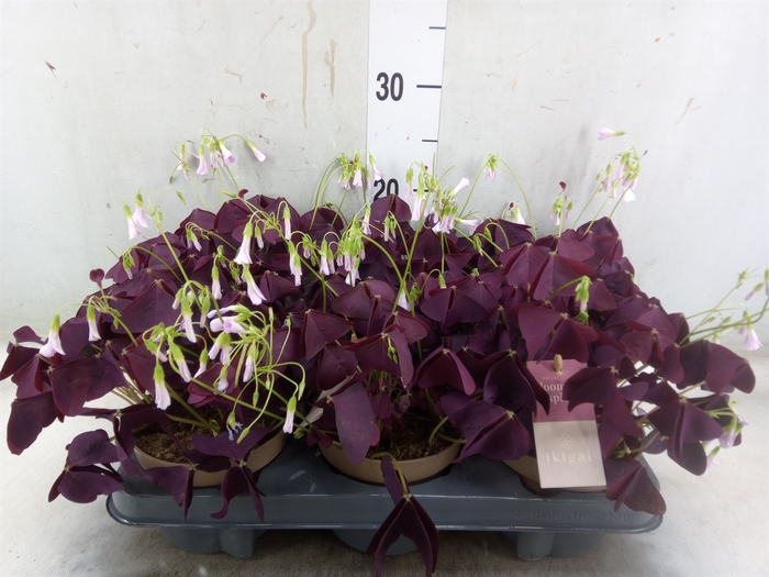 <h4>Oxalis trian. 'Mijke'</h4>