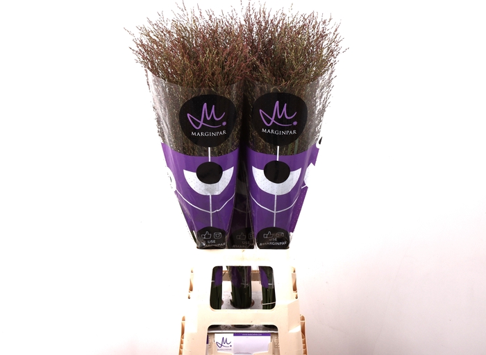 <h4>Panicum Warrior Marginpar</h4>