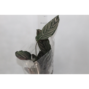 CALATHEA ORNATA P17