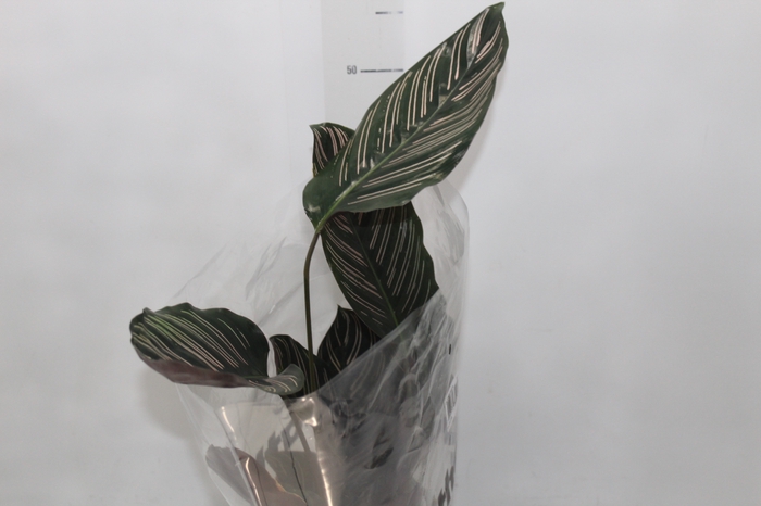 <h4>CALATHEA ORNATA P17</h4>