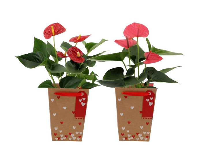 <h4>Anthurium red&pink mix en Lynn Hearts bag</h4>